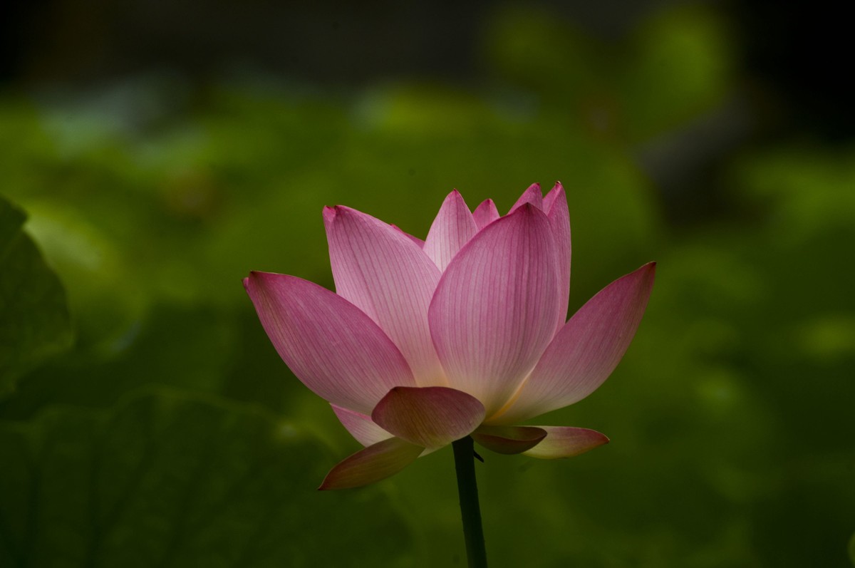 亚艺园拍荷花（5）