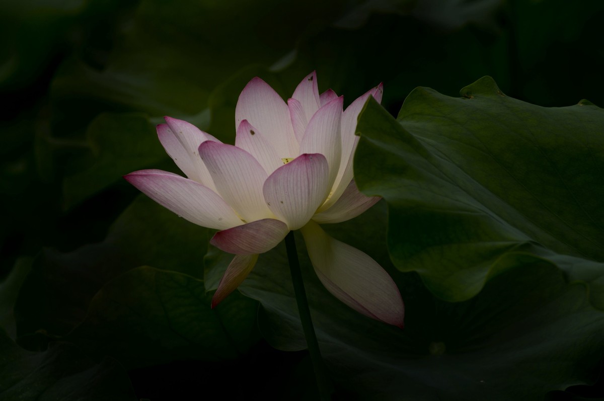 亚艺园拍荷花（5）