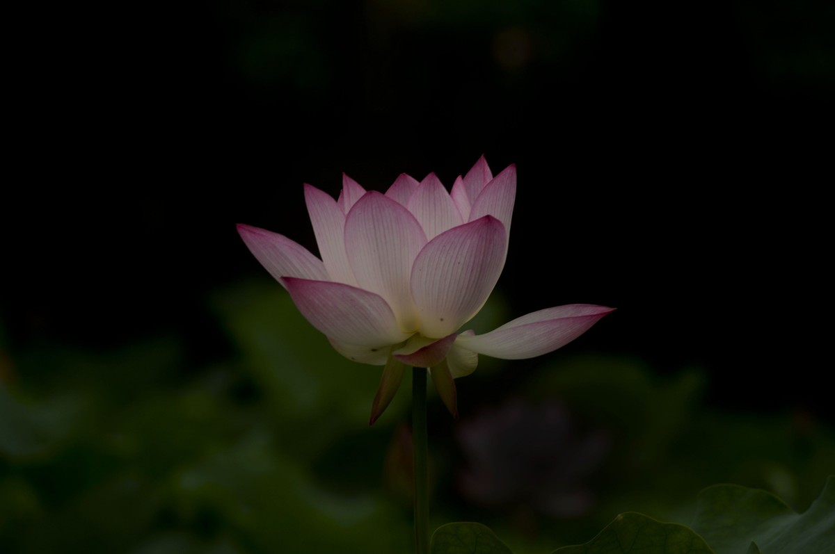 亚艺园拍荷花（5）