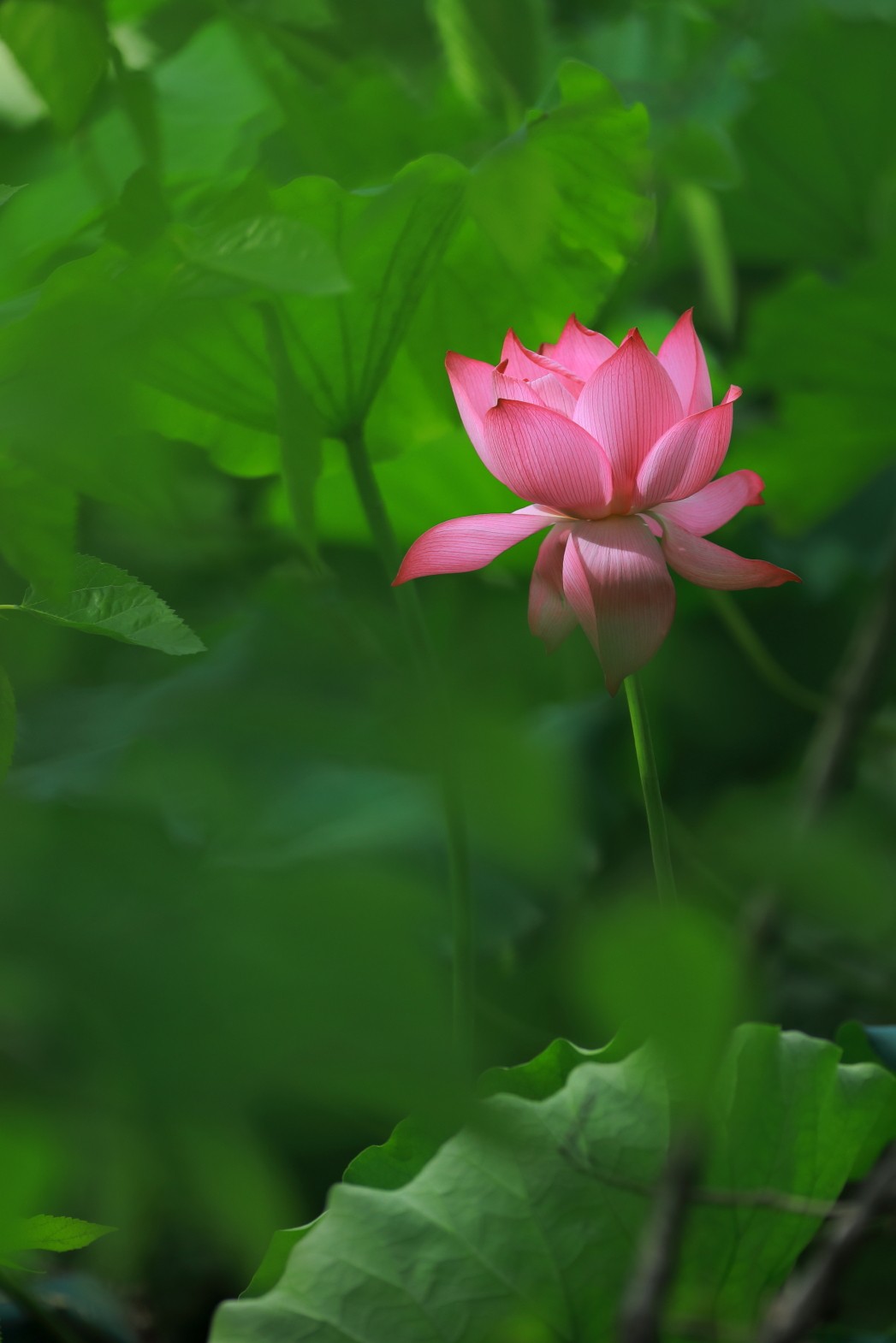 银莲花语