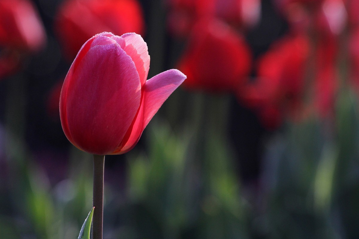 花卉-郁金香（米兰粉）