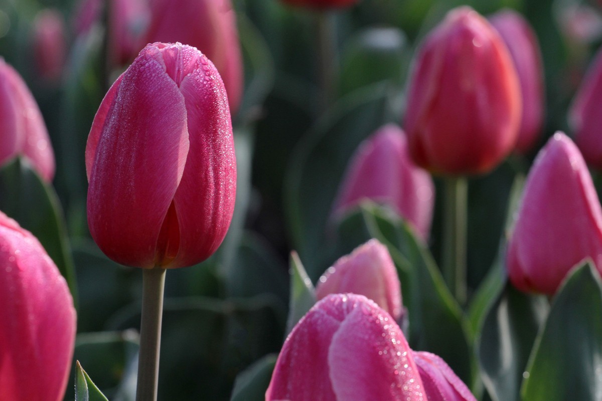 花卉-郁金香（米兰粉）