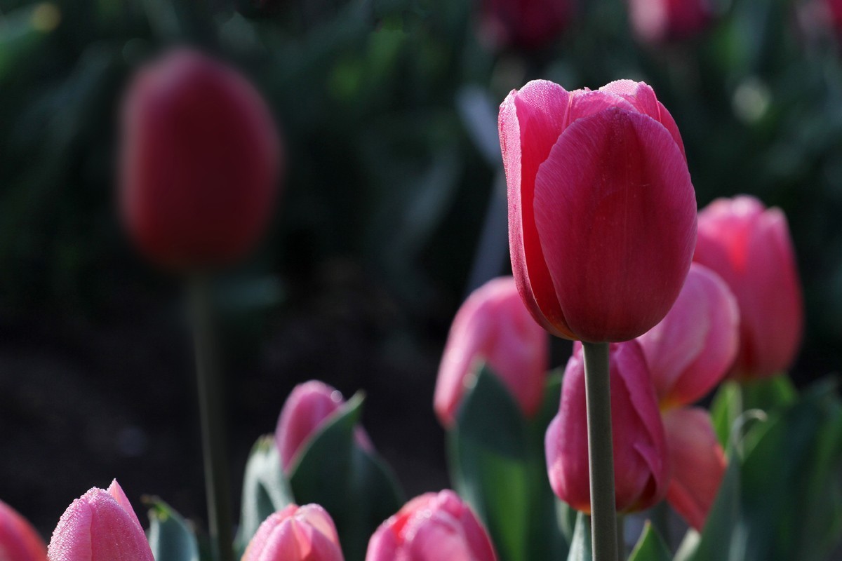 花卉-郁金香（米兰粉）
