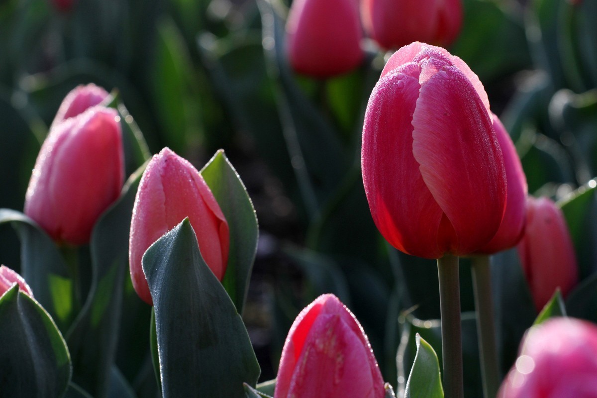 花卉-郁金香（米兰粉）