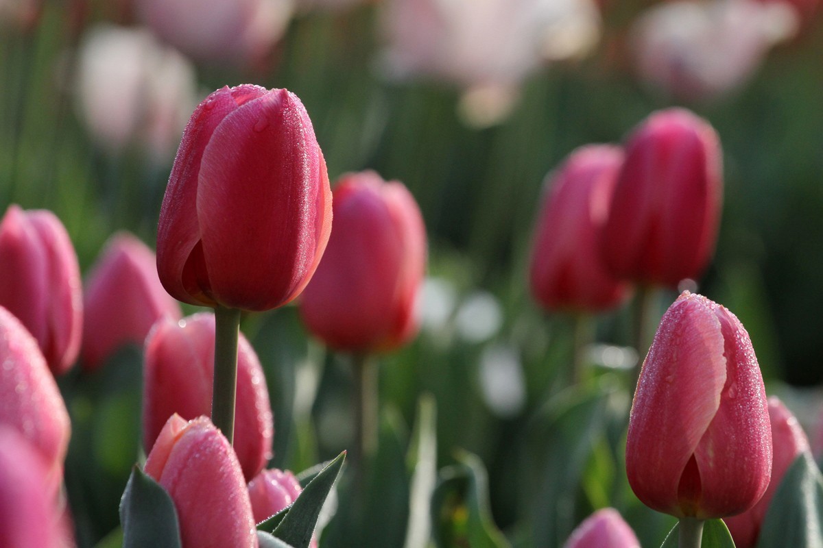 花卉-郁金香（米兰粉）