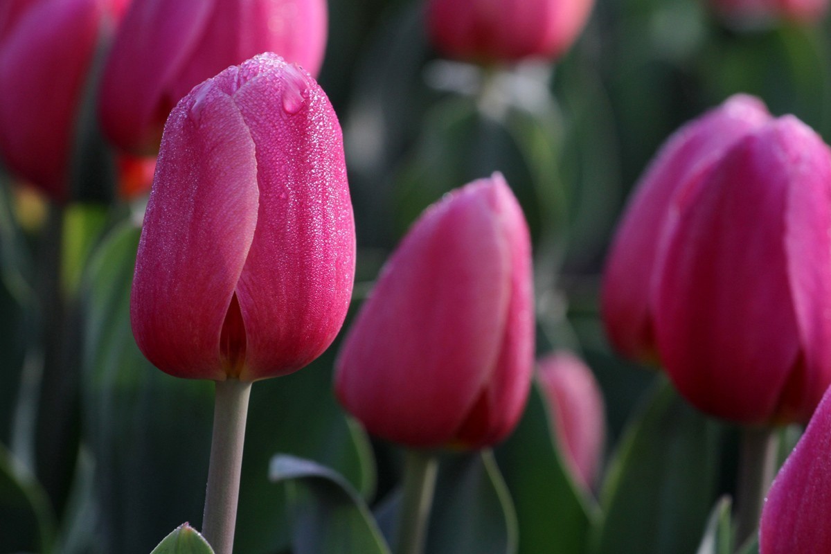 花卉-郁金香（米兰粉）