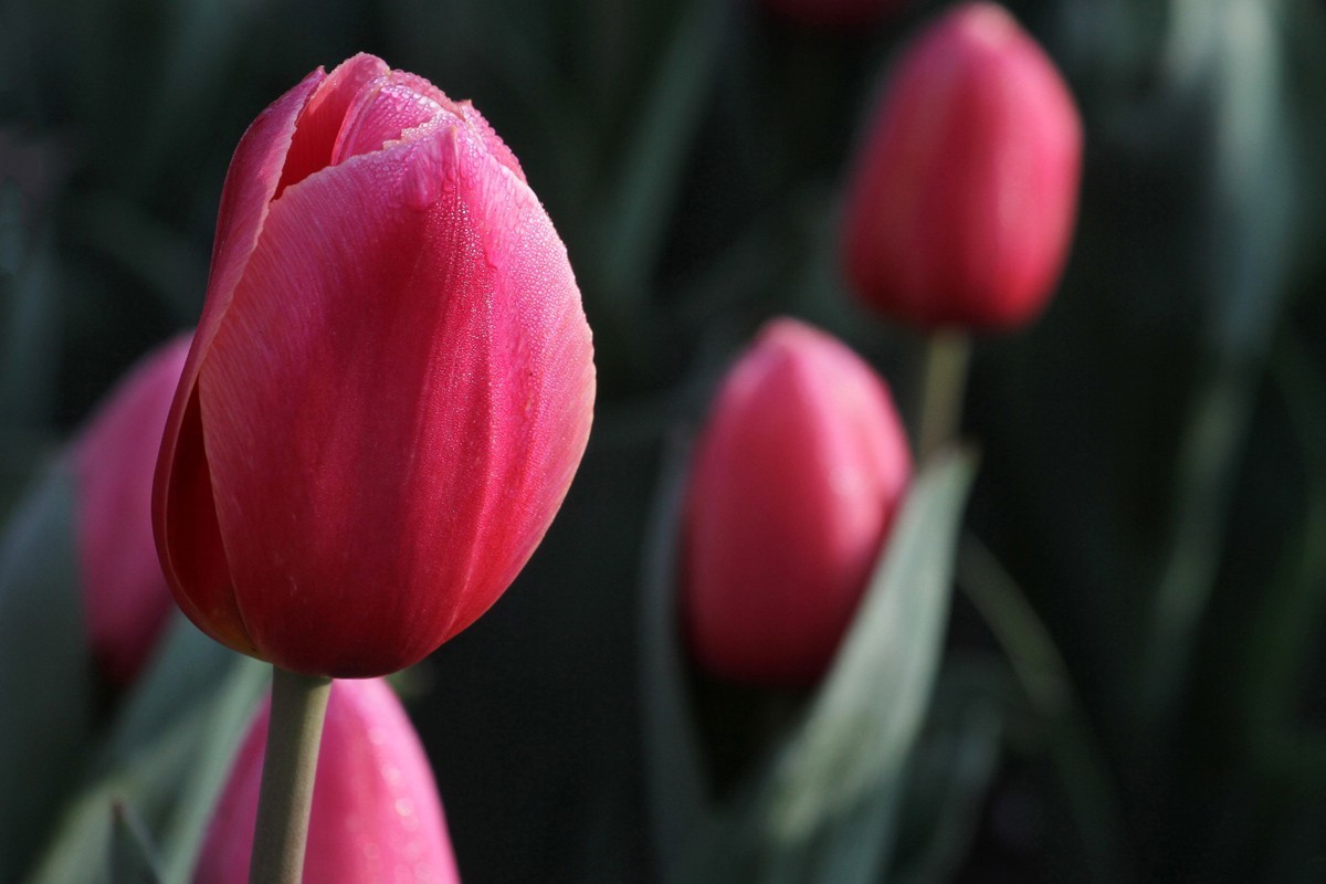 花卉-郁金香（米兰粉）