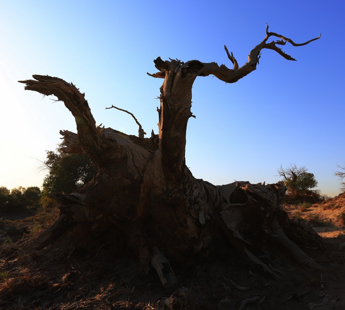 貌似进入了失落的世界（4）