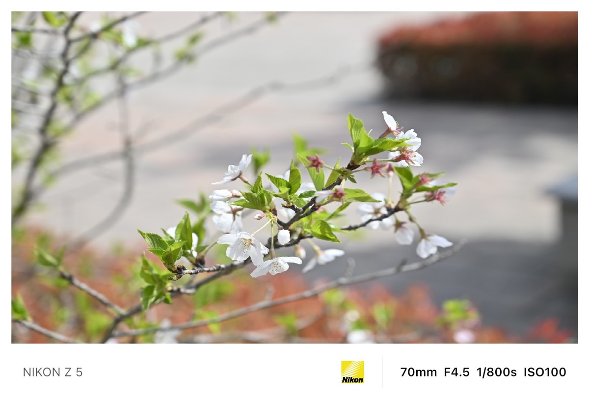 春暖花开路边公园