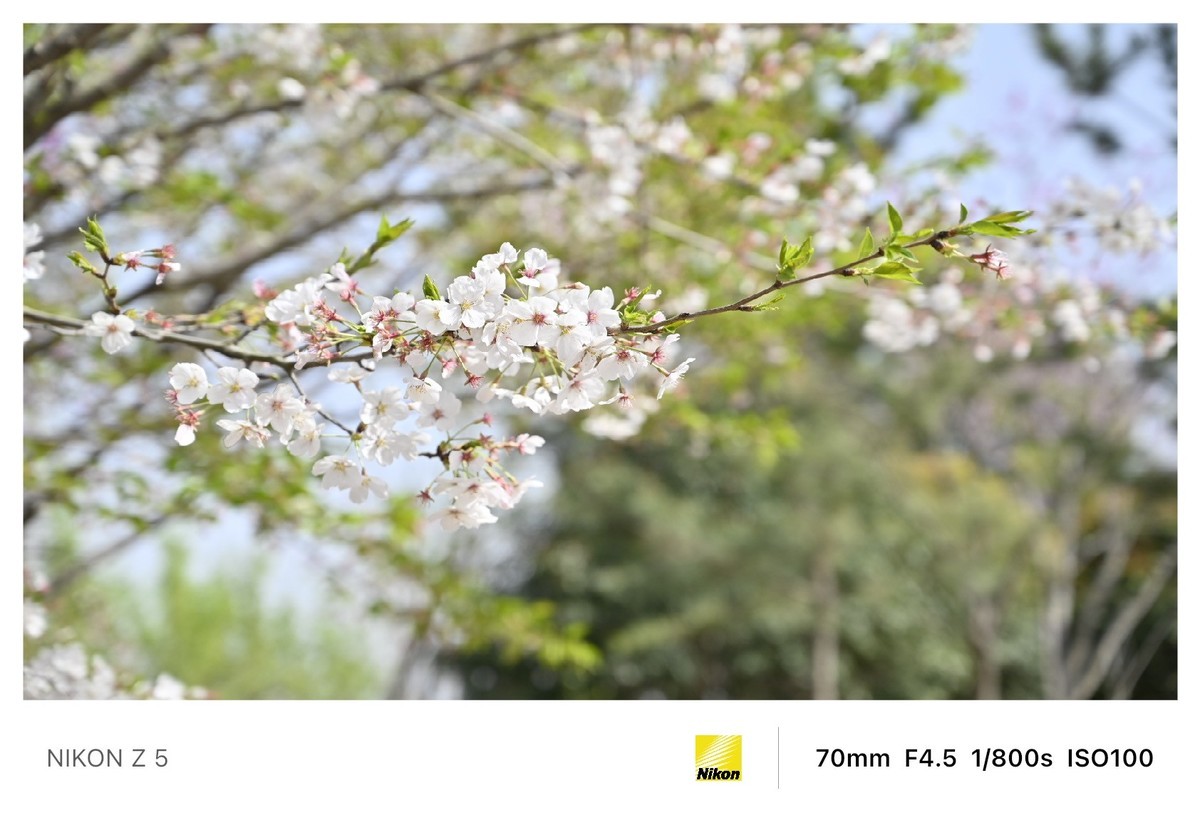 春暖花开路边公园