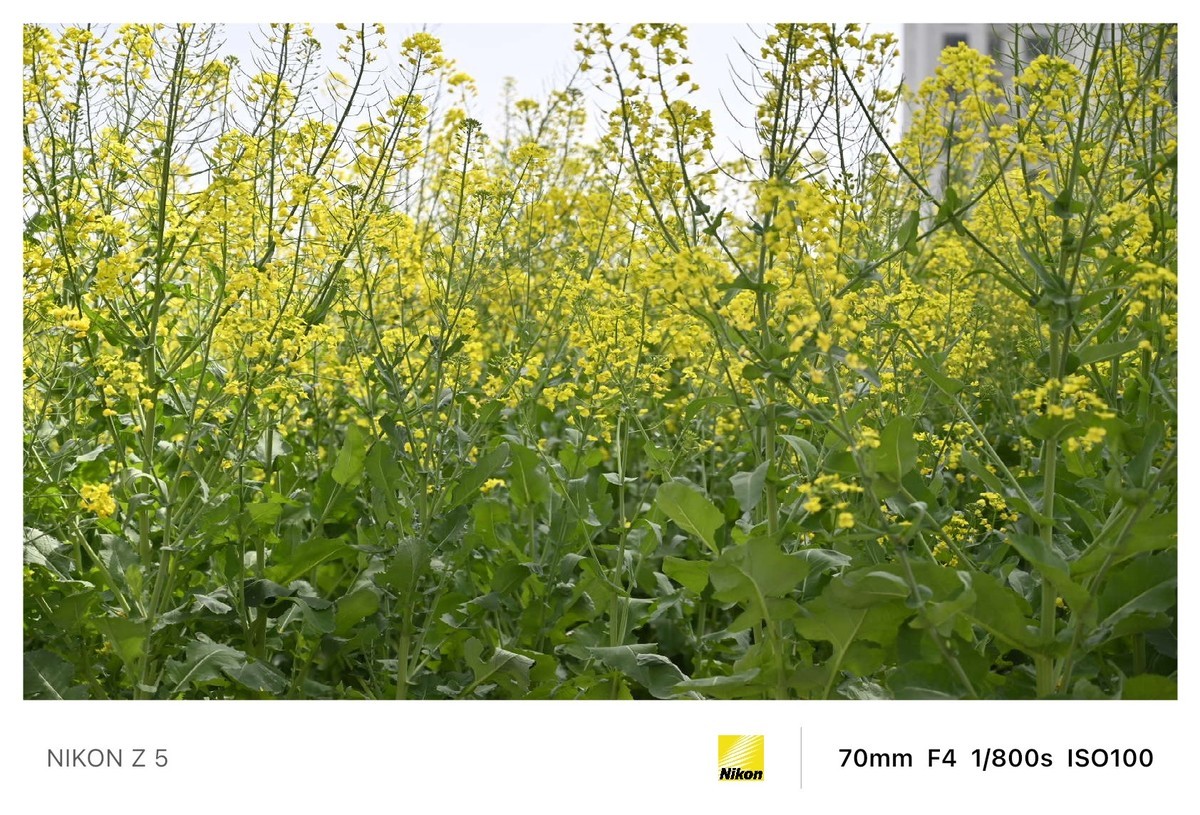 春暖花开路边公园