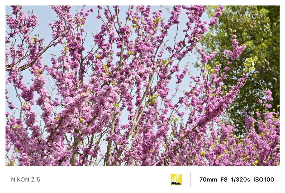 春暖花开路边公园