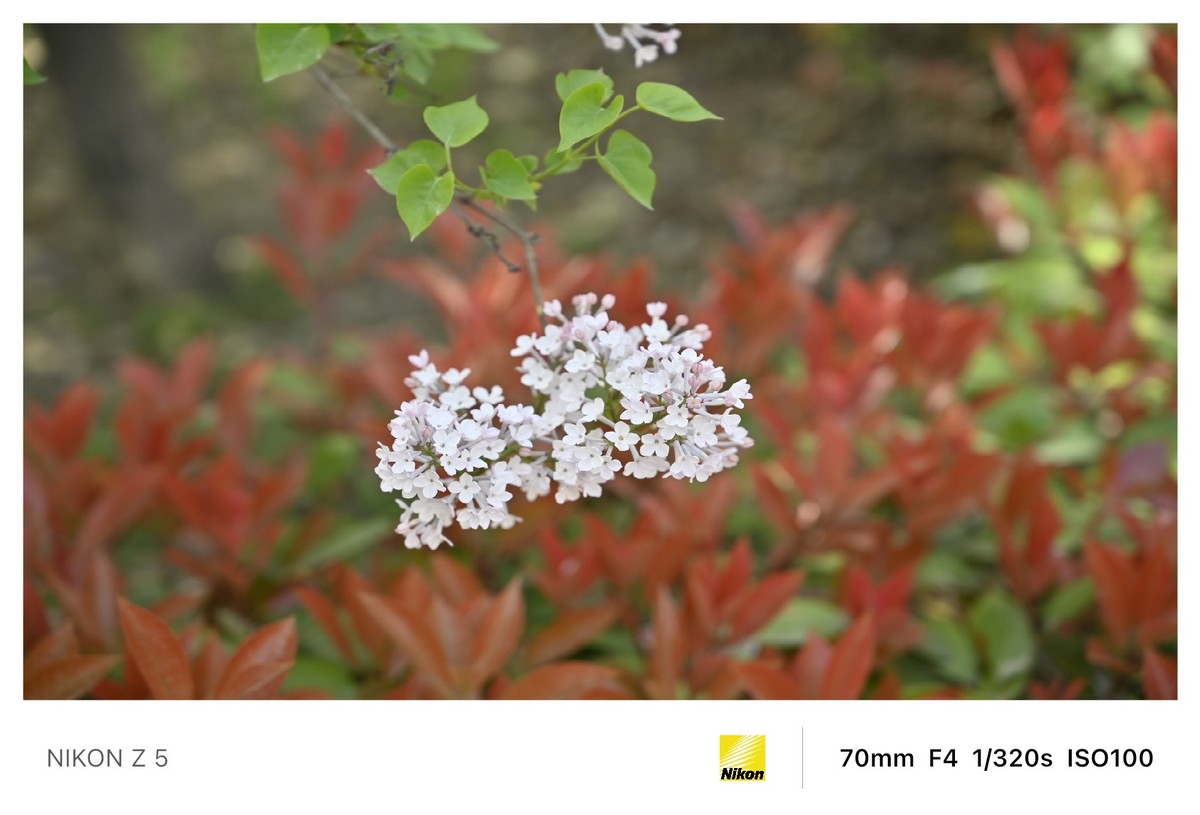 春暖花开路边公园