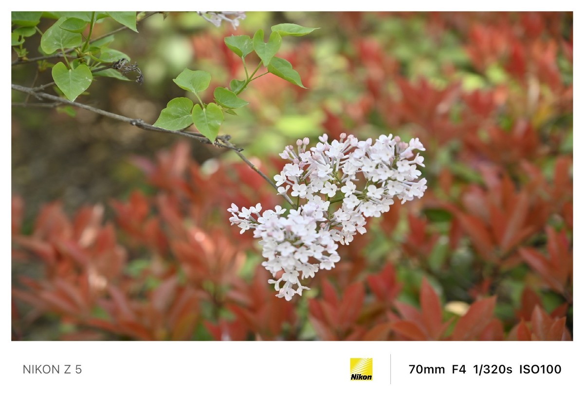 春暖花开路边公园