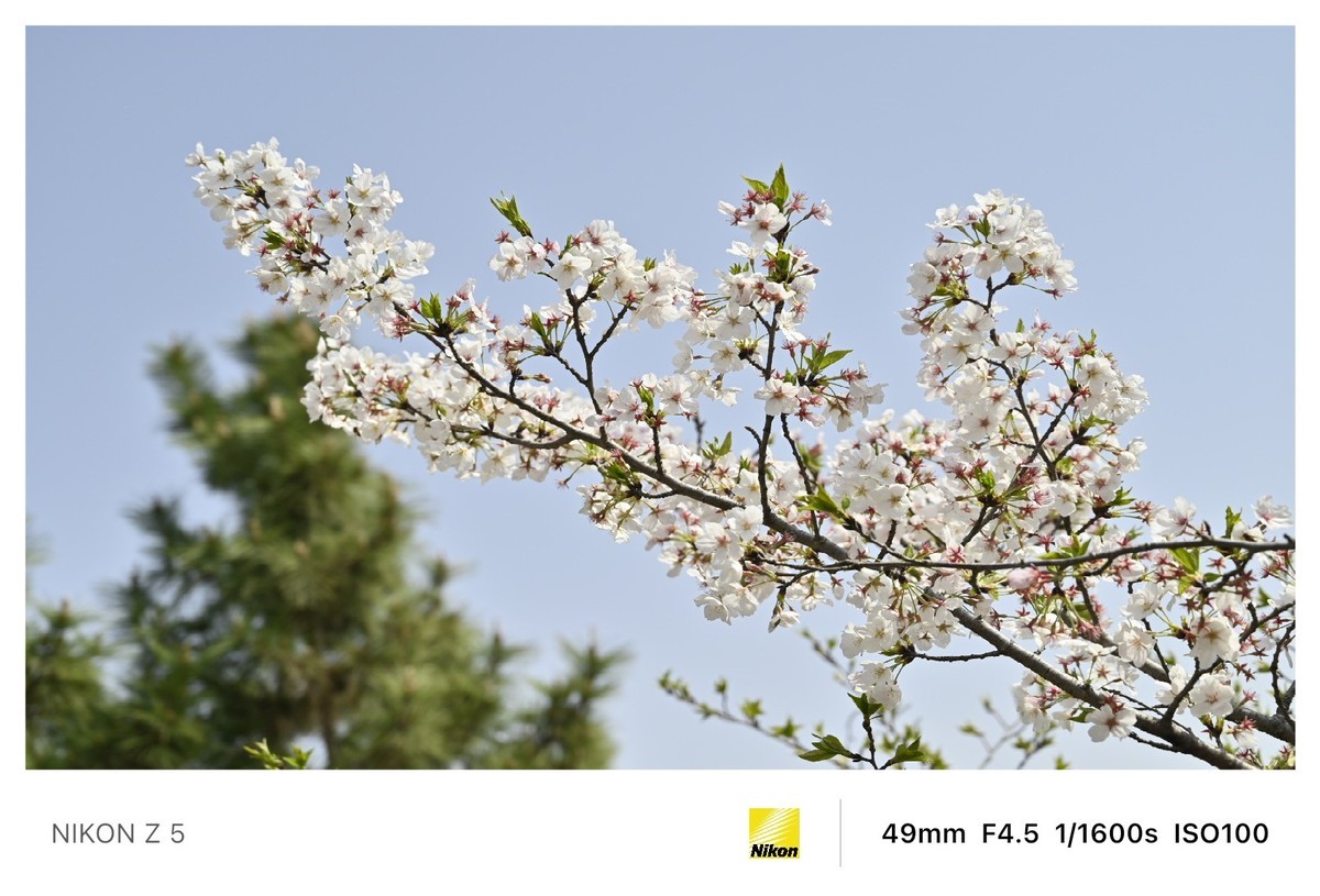 春暖花开路边公园