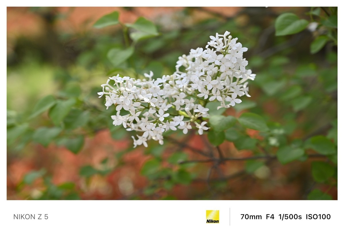 春暖花开路边公园