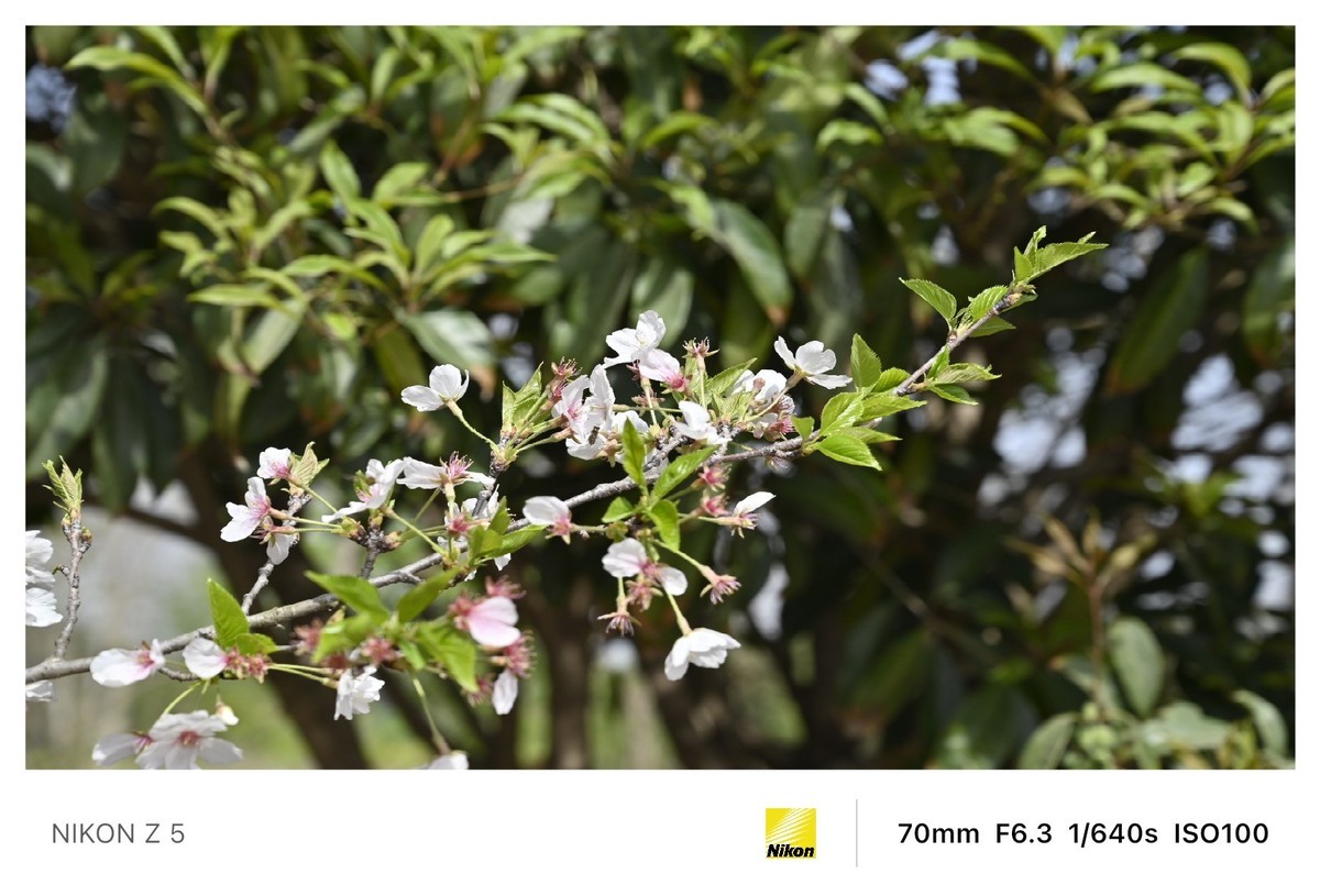 春暖花开路边公园