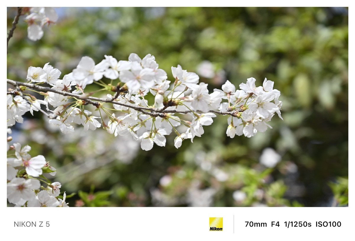 春暖花开路边公园