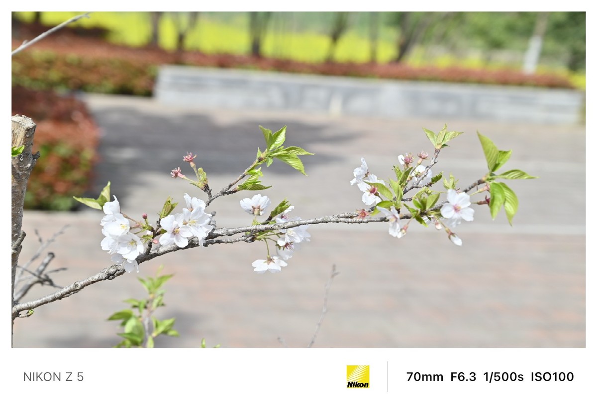 春暖花开路边公园