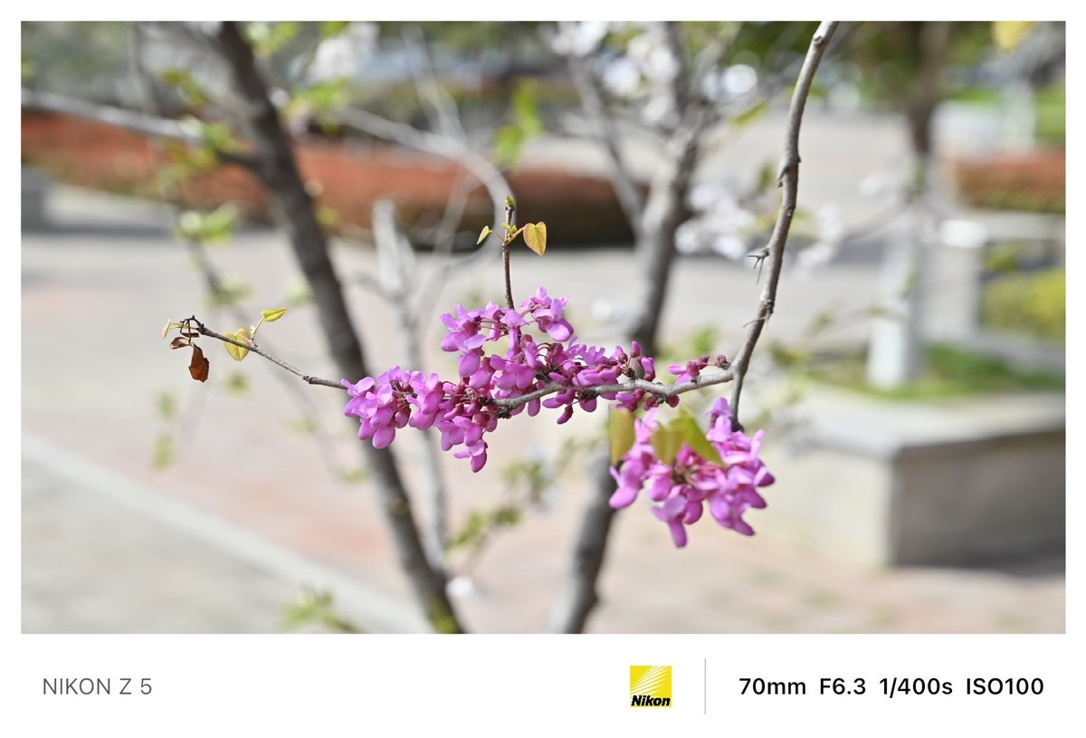 春暖花开路边公园