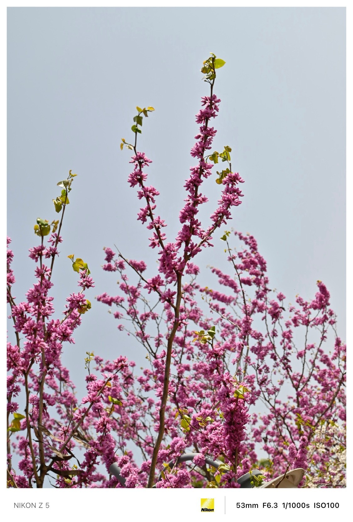 春暖花开路边公园