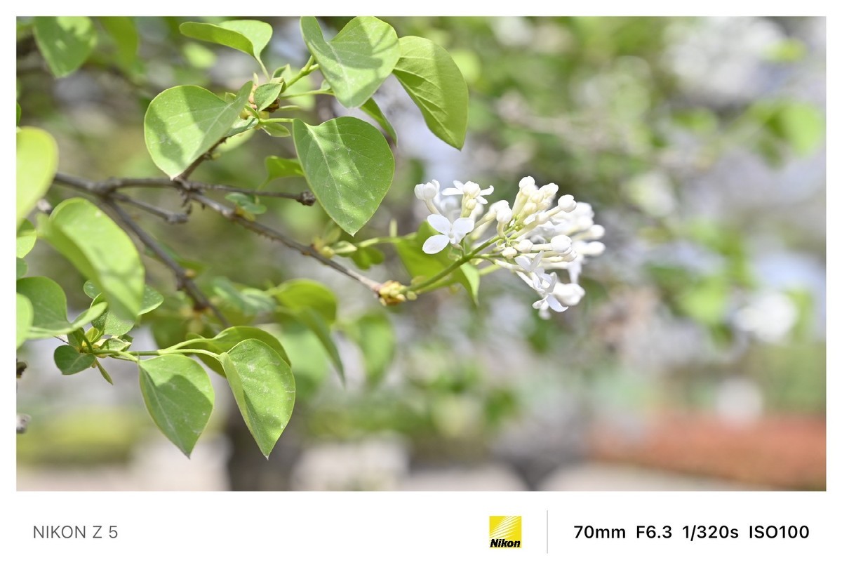 春暖花开路边公园