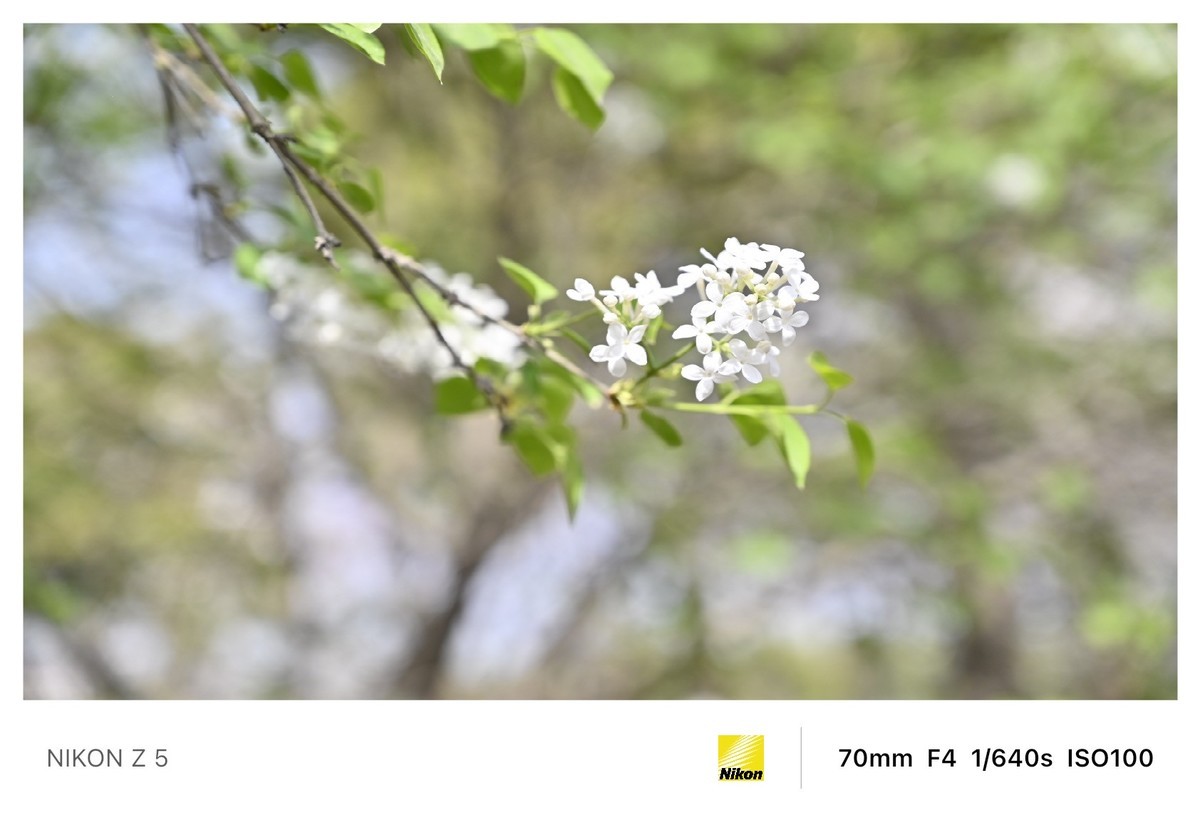 春暖花开路边公园