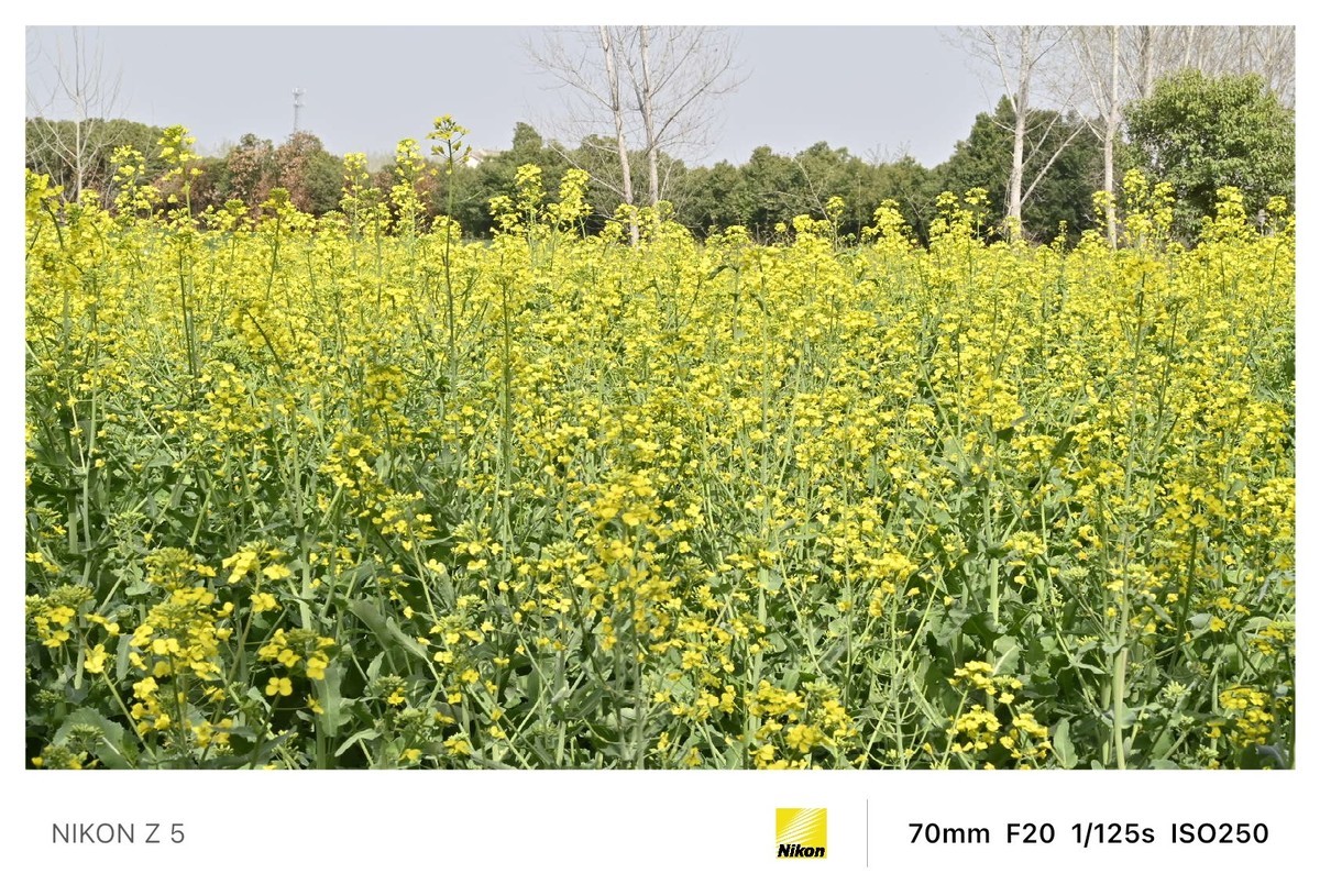 春暖花开路边公园