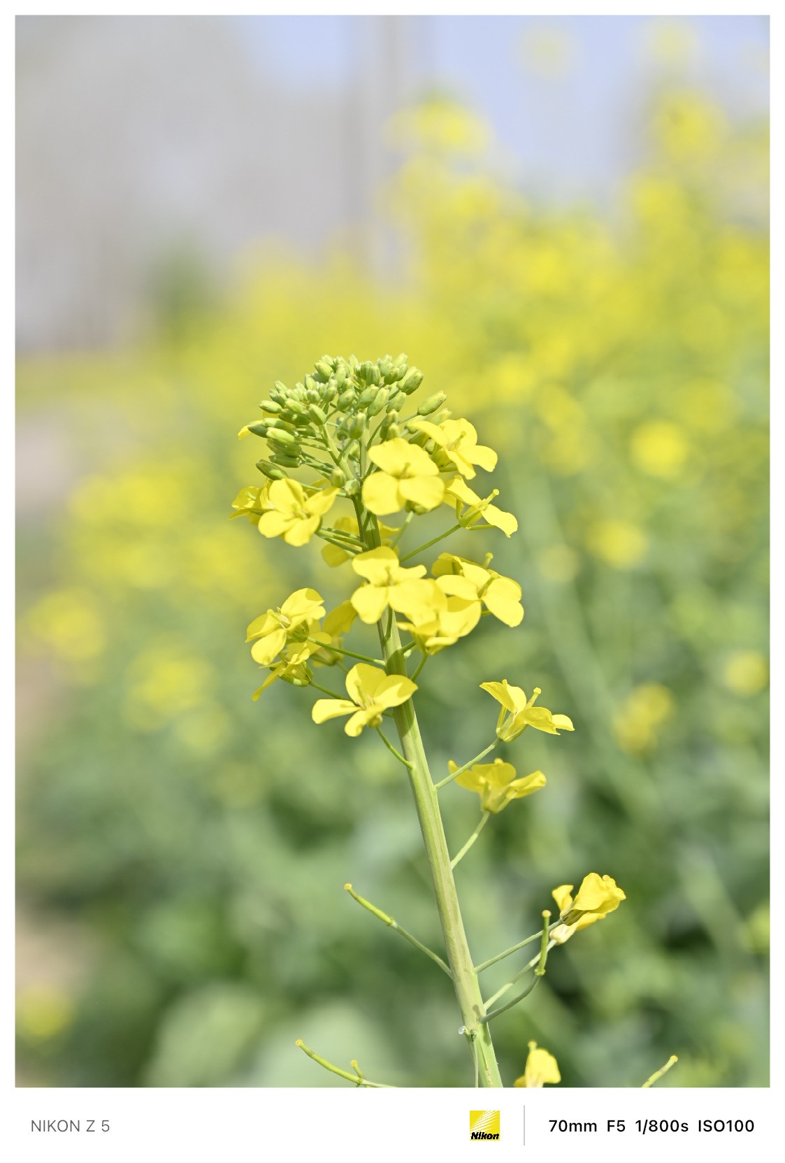 春暖花开路边公园