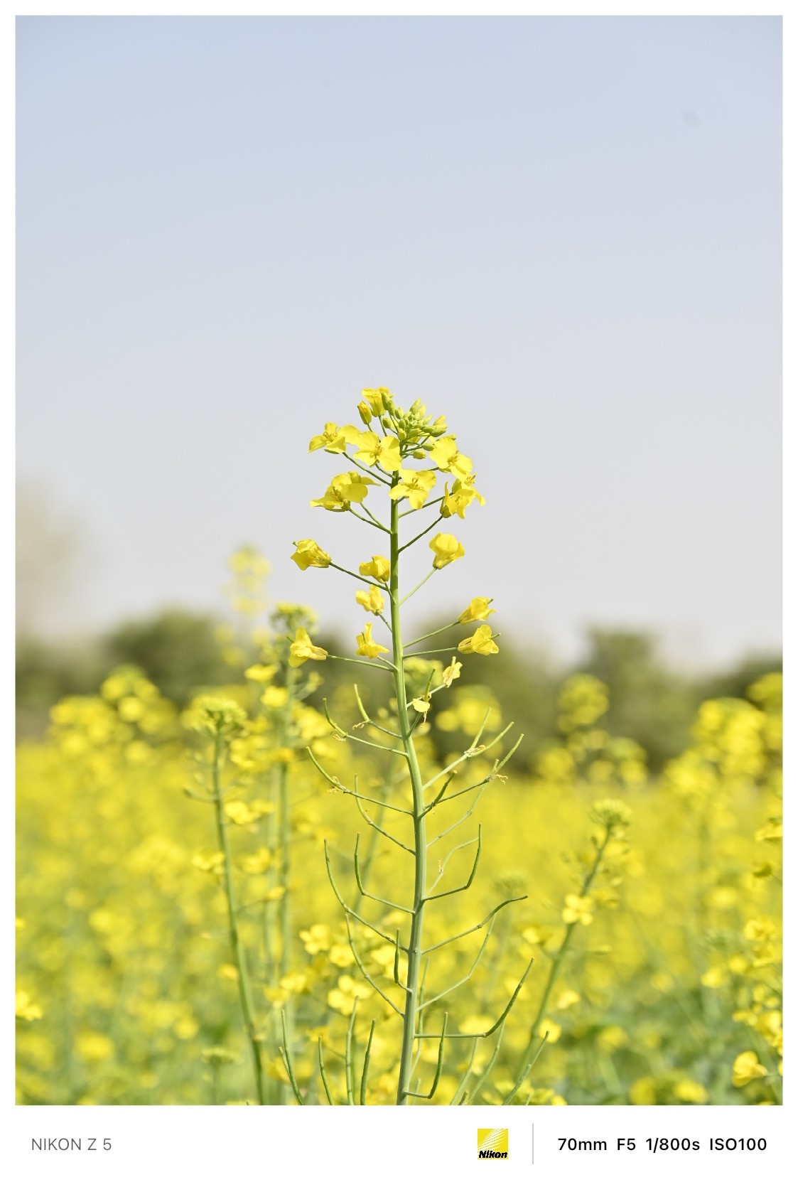春暖花开路边公园