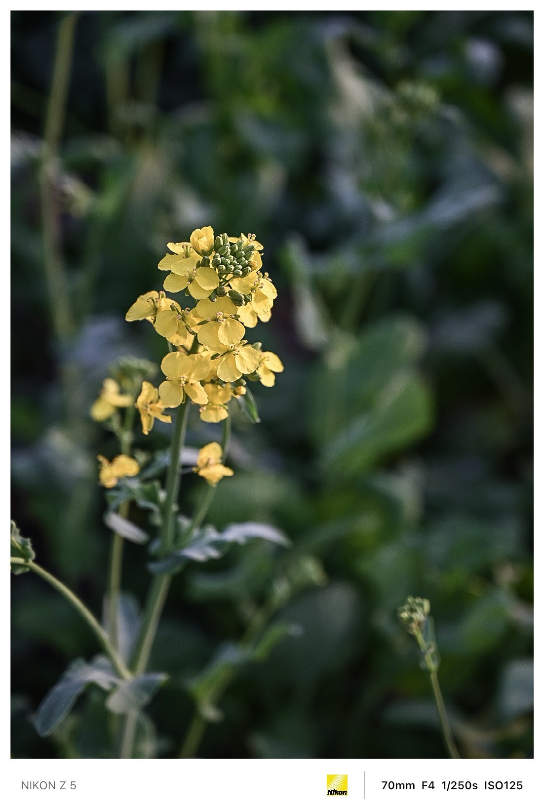春暖花开路边公园