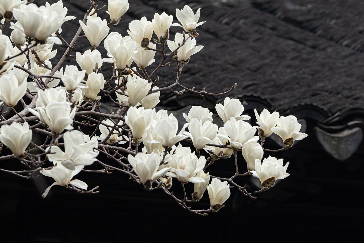 白  玉  兰（三）