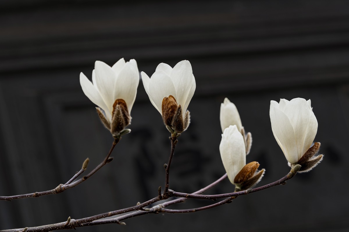 白  玉  兰（三）