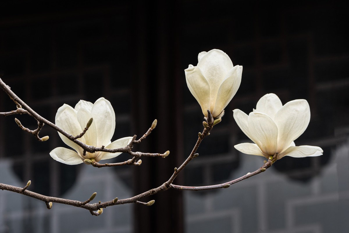 白  玉  兰（三）