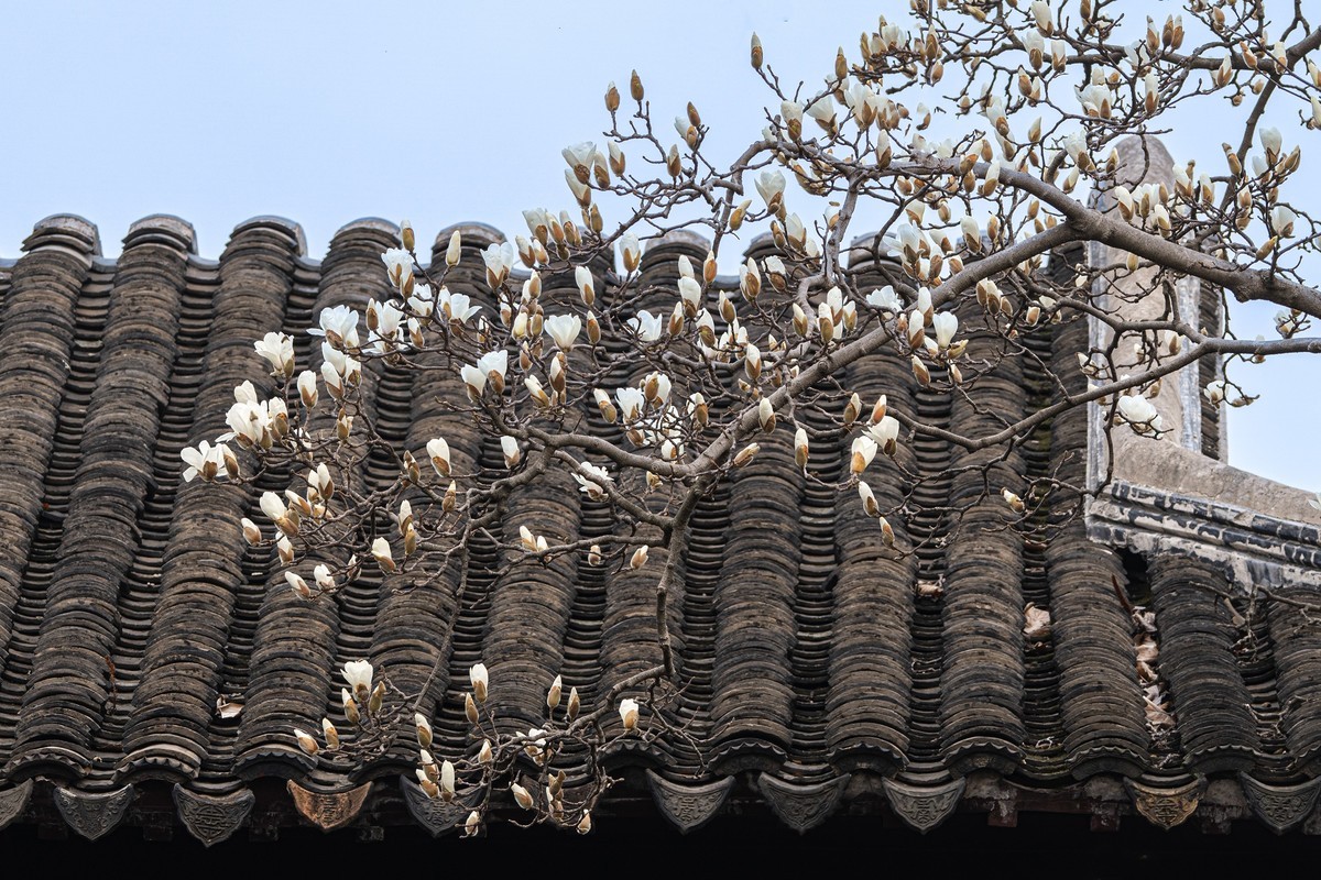 白  玉  兰（三）