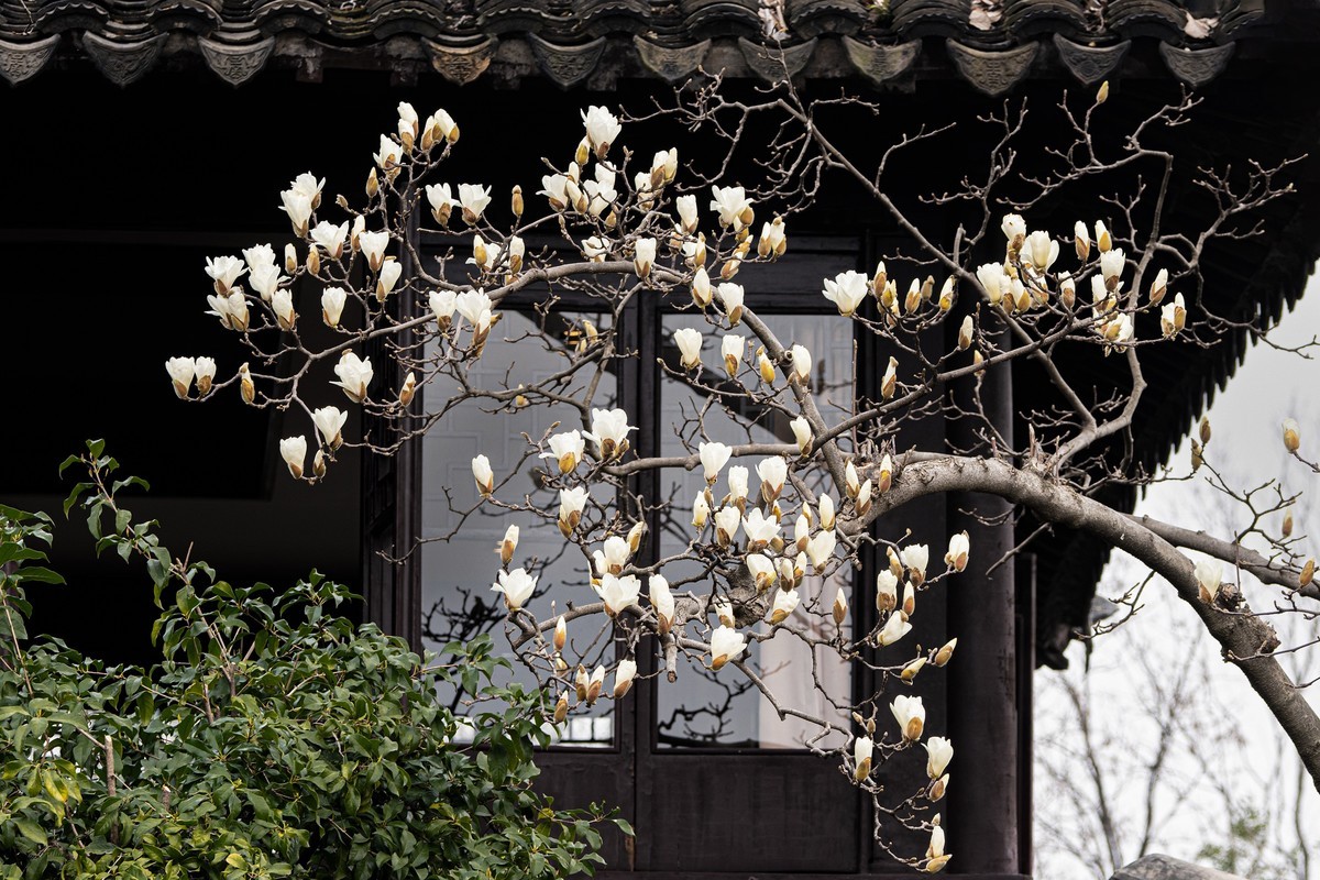 白  玉  兰（三）