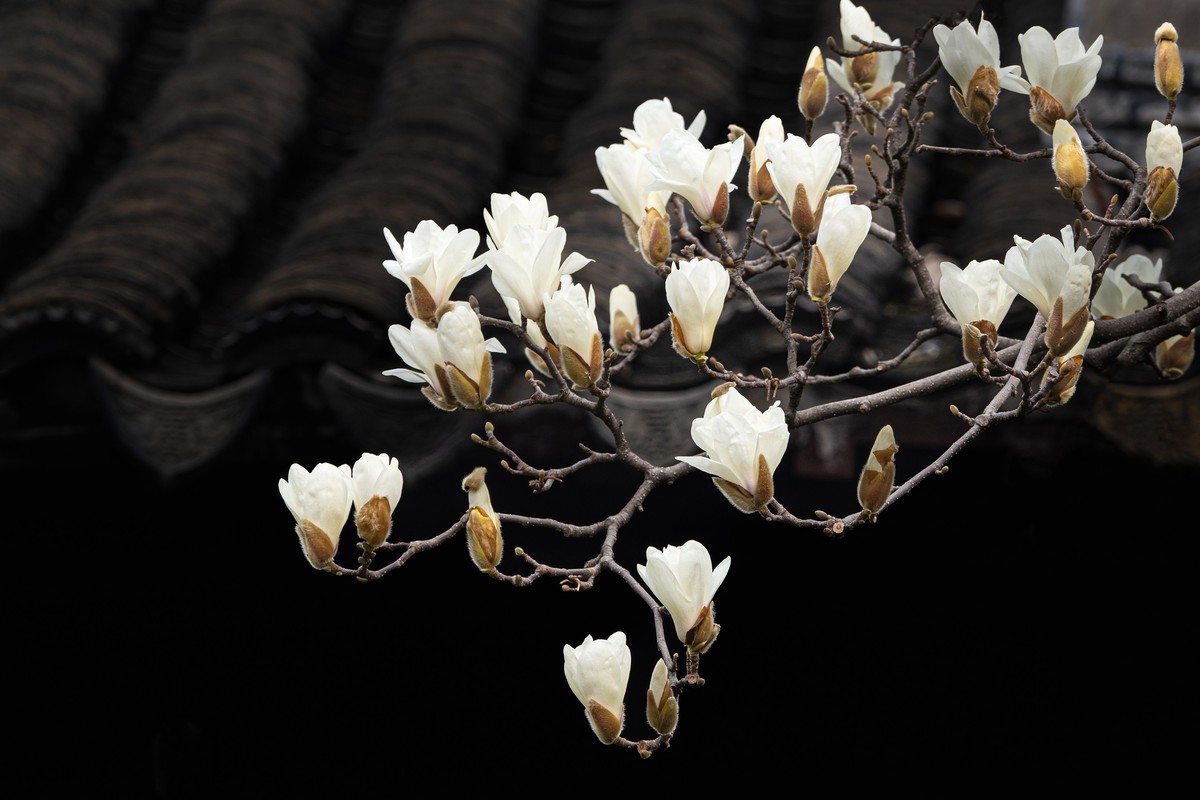 白  玉  兰（三）