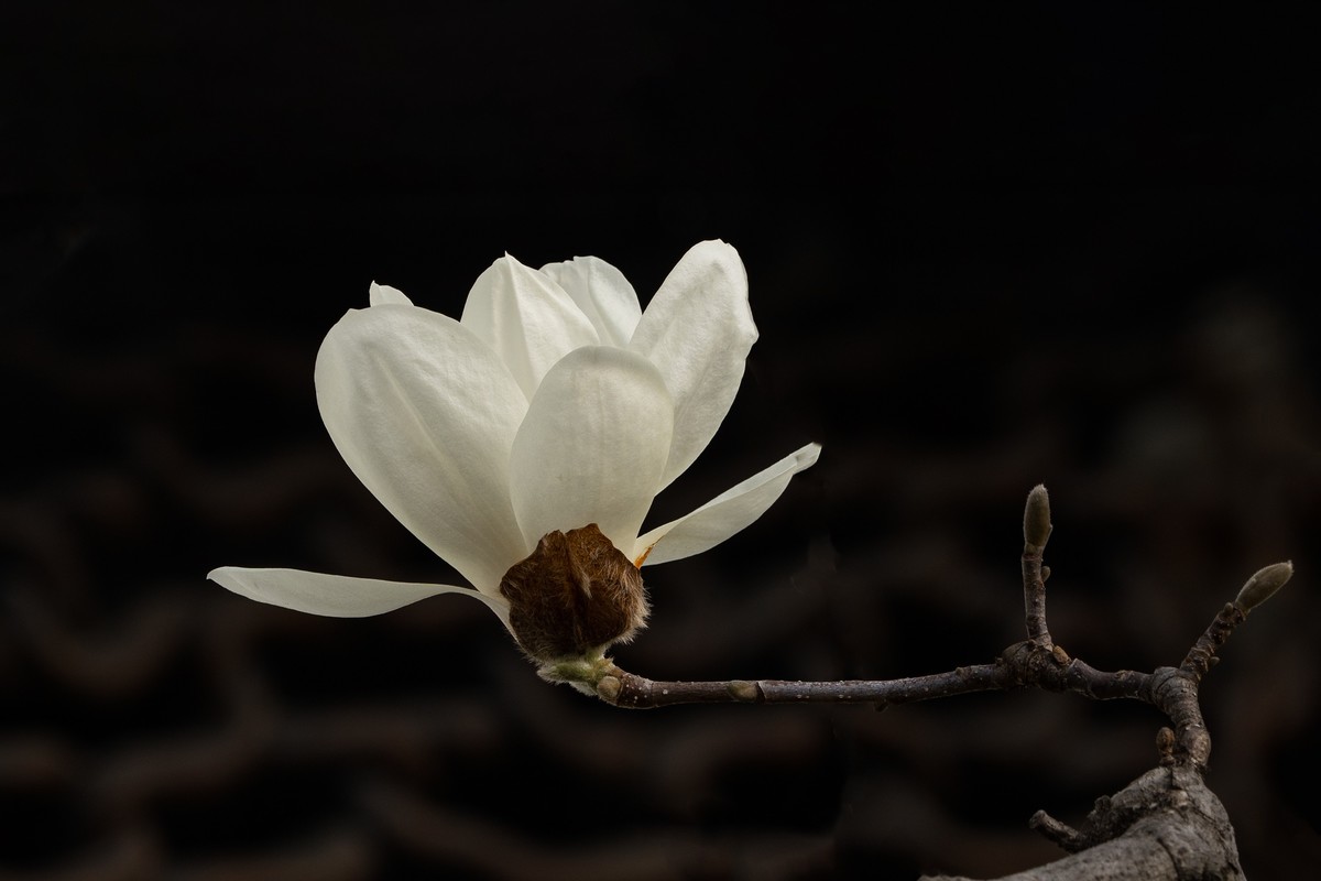 白  玉  兰（三）