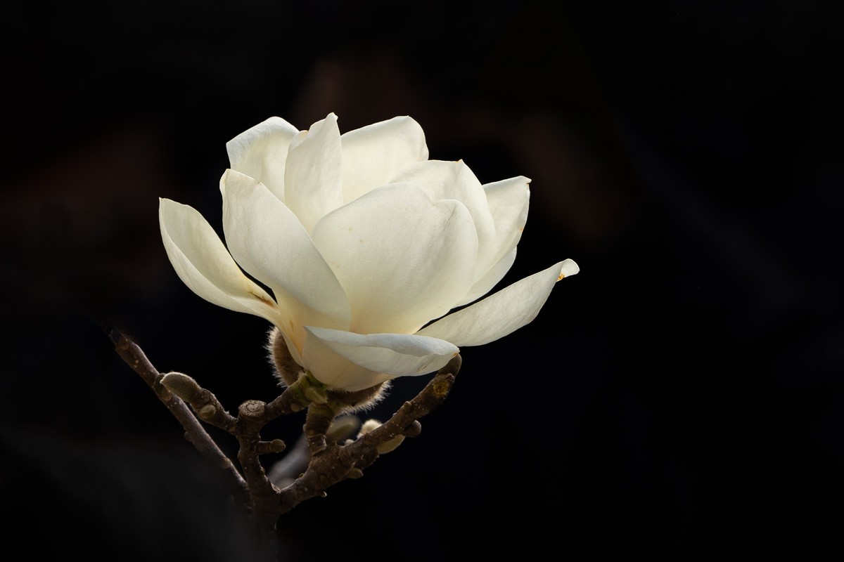 白  玉  兰（三）