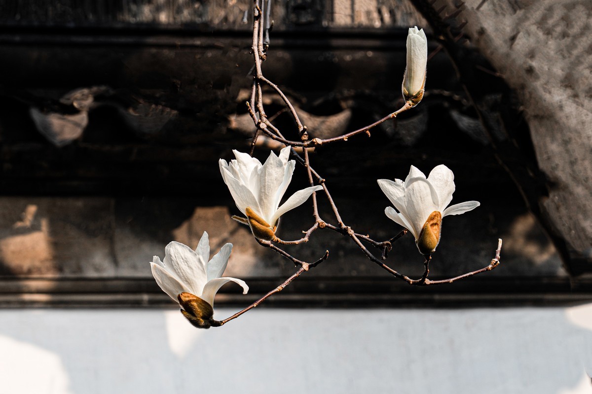 白  玉  兰（三）