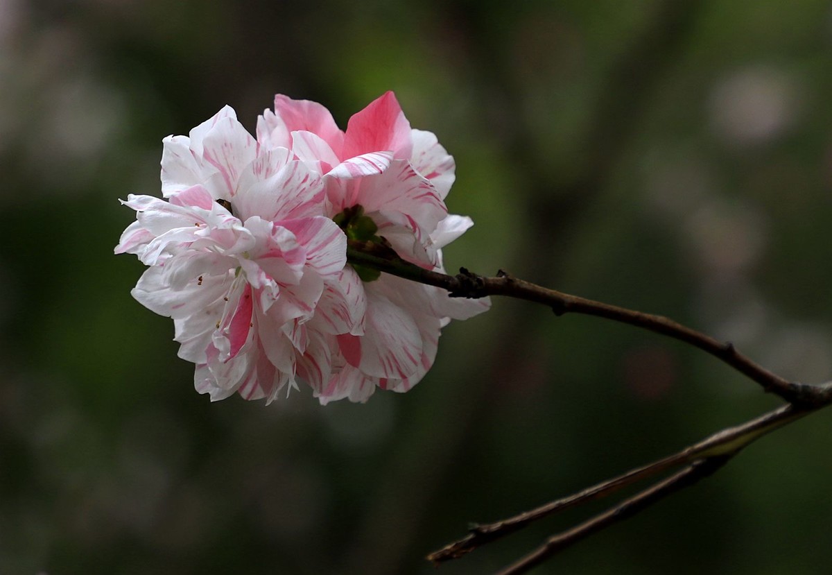 桃花(24)