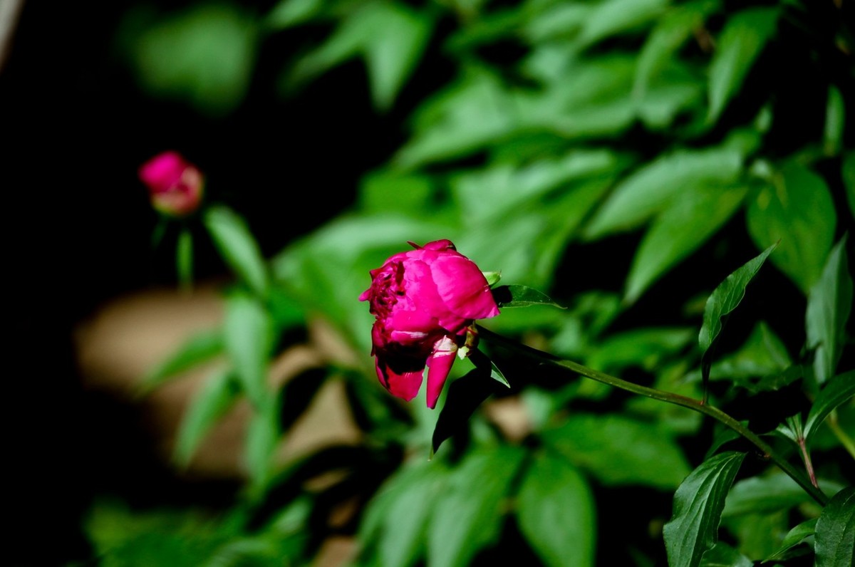 随拍——芍药花
