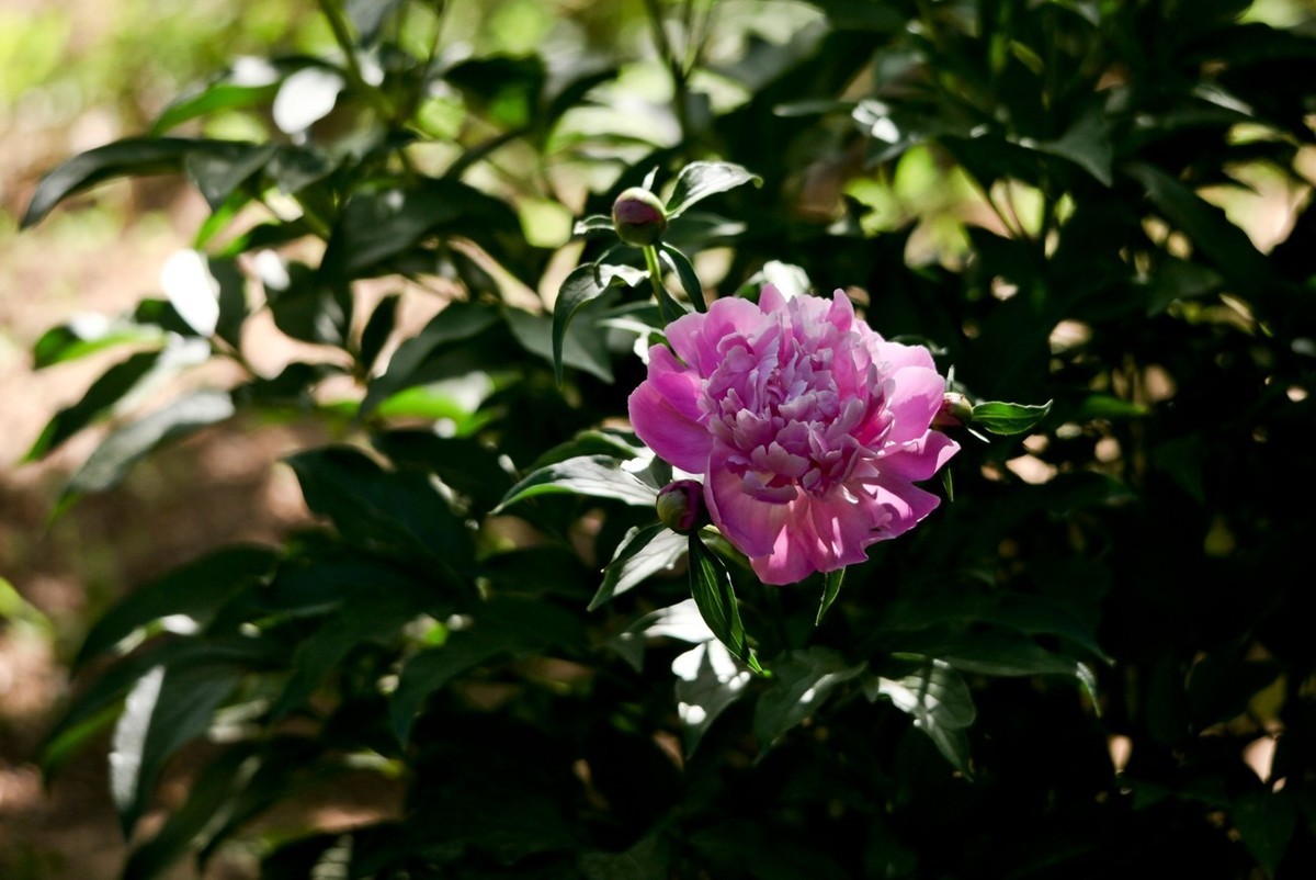 随拍——芍药花