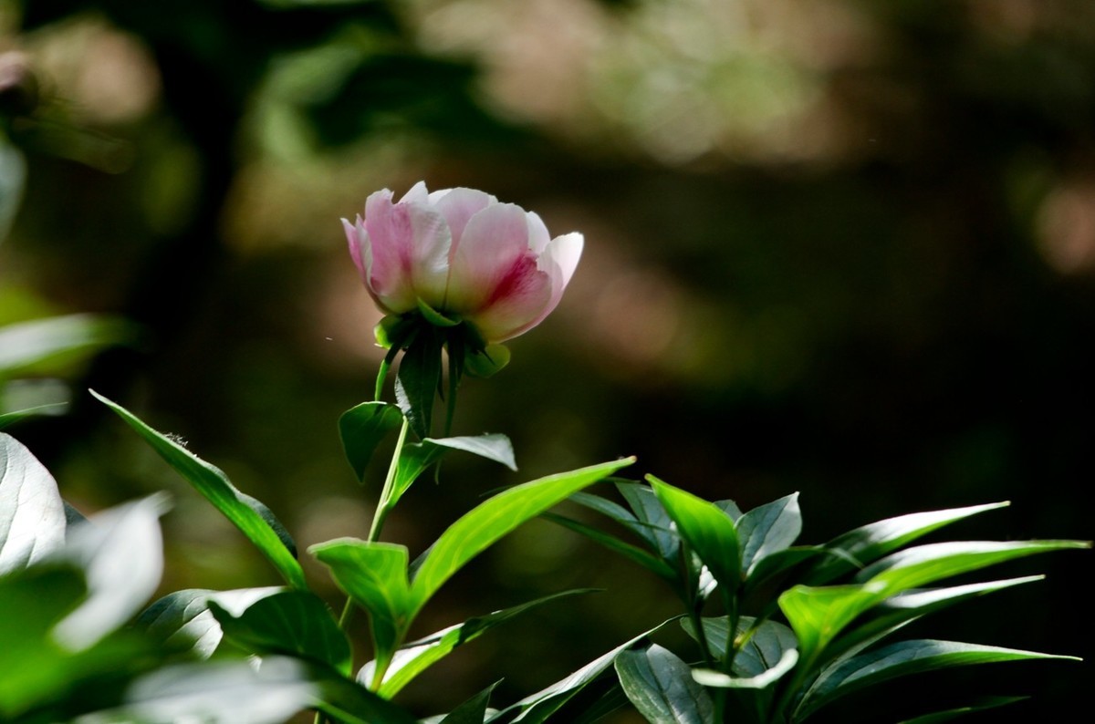 随拍——芍药花