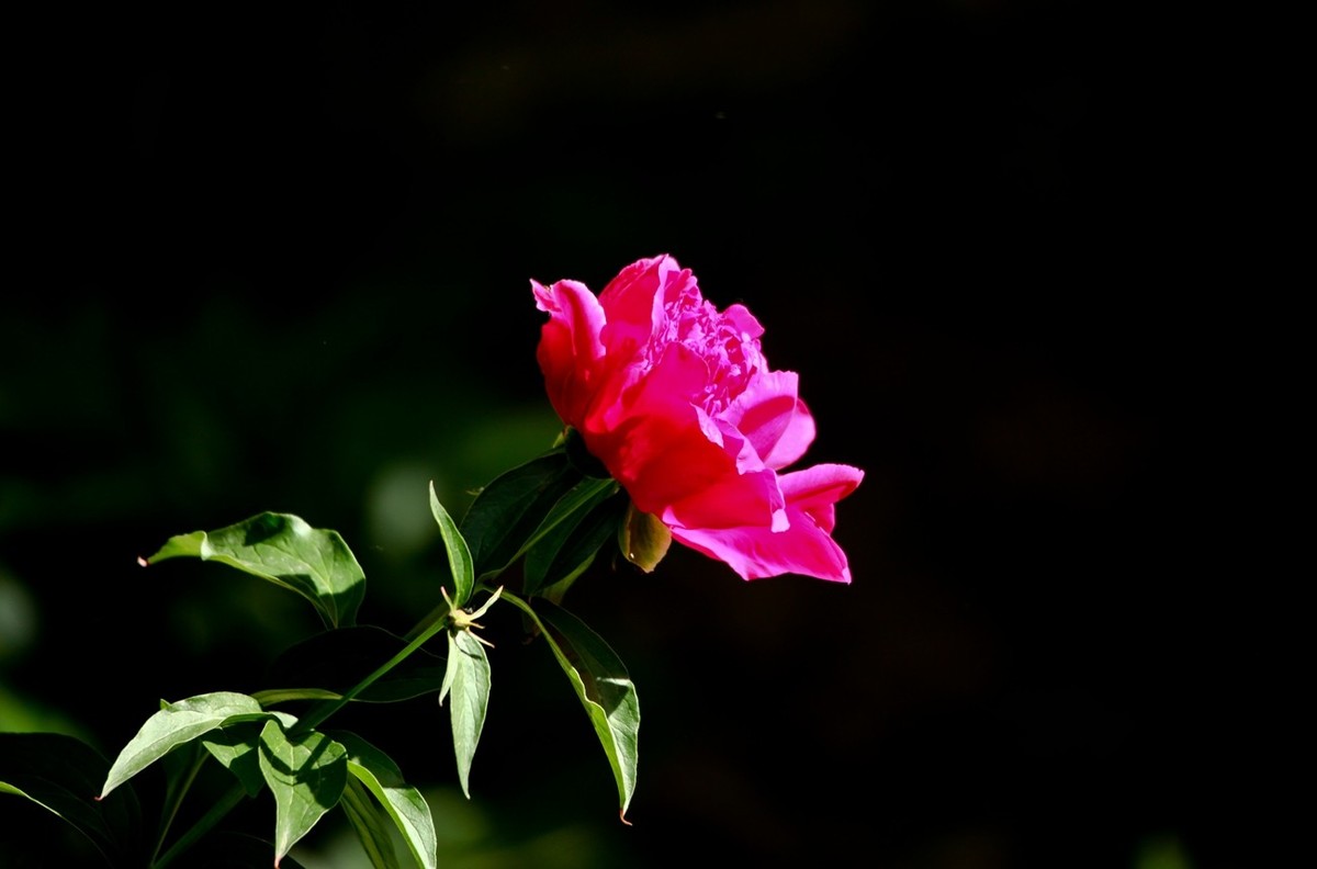 随拍——芍药花