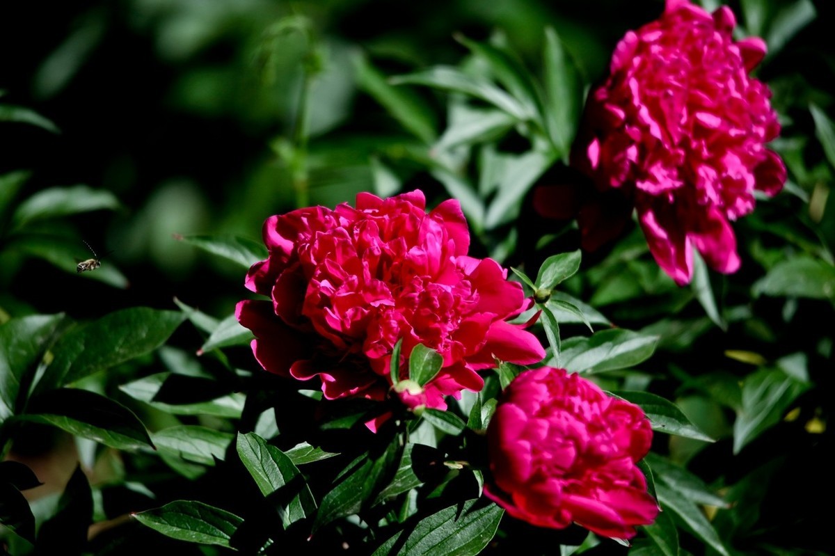 随拍——芍药花