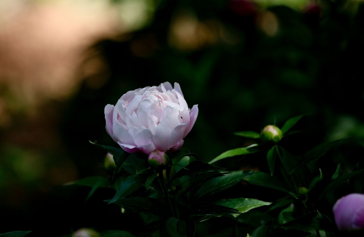 随拍——芍药花
