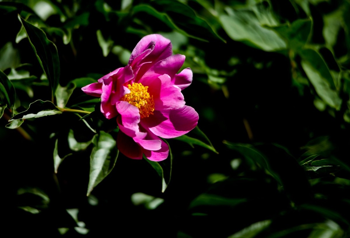 随拍——芍药花