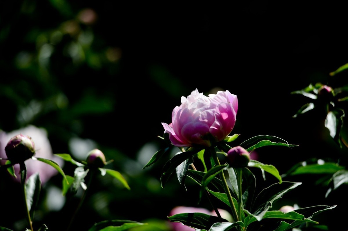 随拍——芍药花
