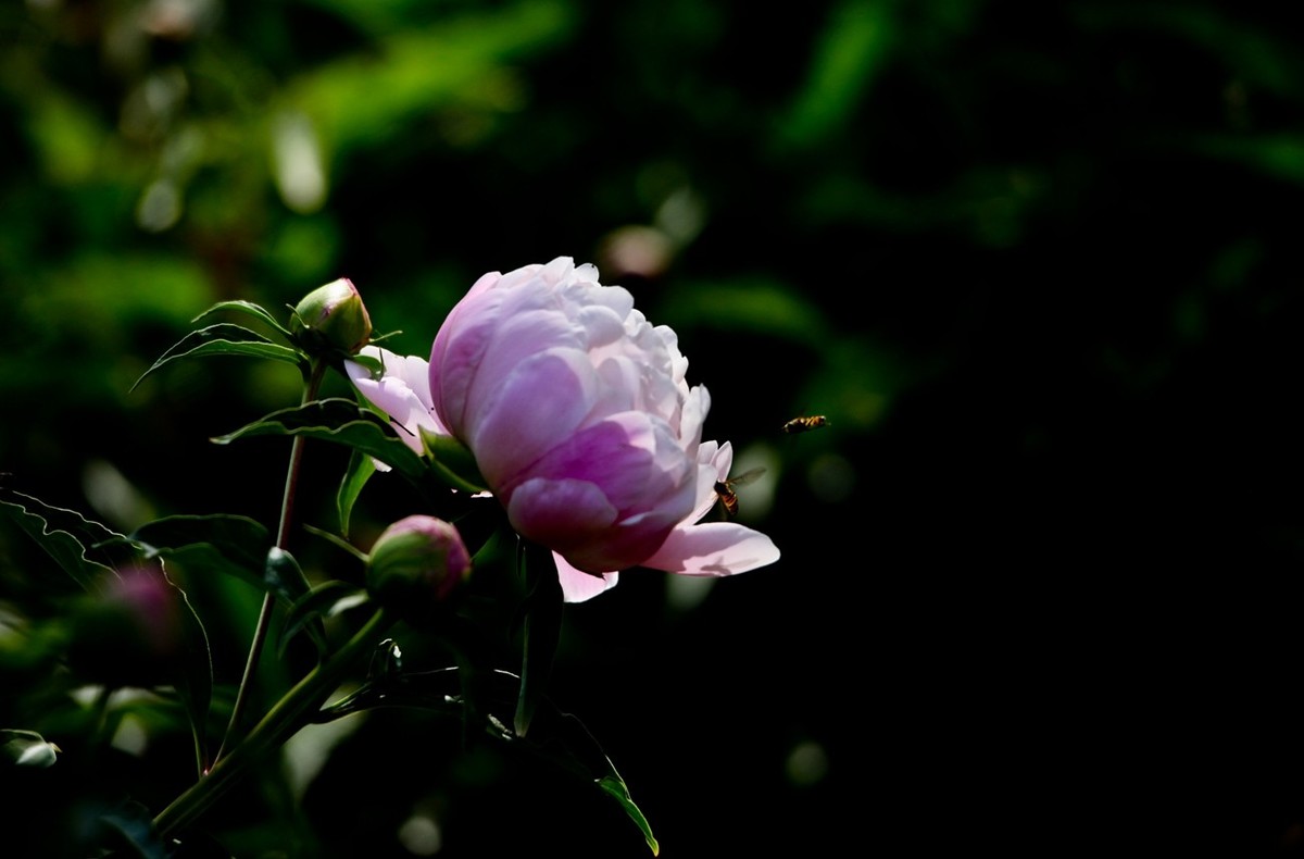 随拍——芍药花
